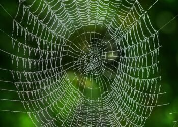 Cardano Network Resilient Against DDoS Attack: Learn How It Stood Strong