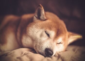 Exciting Shiba Inu Game Development Teased by Team Member: What’s in Store?
