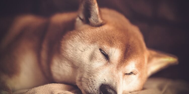 Exciting Shiba Inu Game Development Teased by Team Member: What’s in Store?