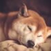Exciting Shiba Inu Game Development Teased by Team Member: What’s in Store?