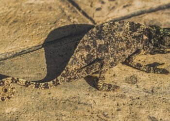 Insights from Vinod Khosla Regarding Mastering AI Adaptations