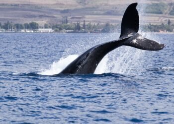 Rise of Bitcoin Whales: Wallets Holding 10+ BTC Surging in Numbers