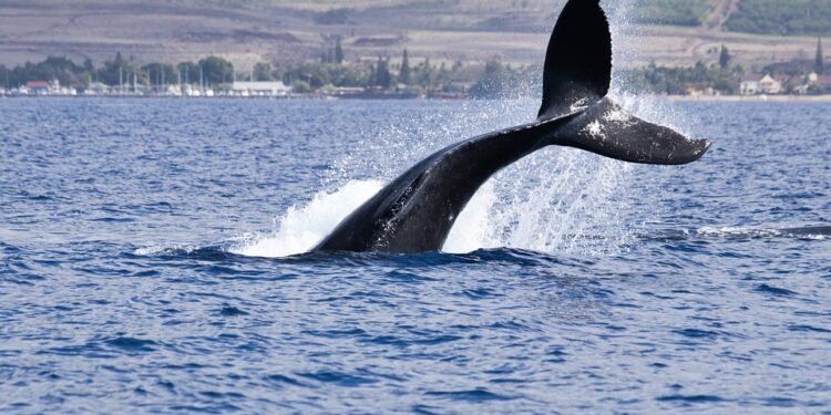 Rise of Bitcoin Whales: Wallets Holding 10+ BTC Surging in Numbers