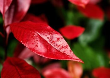 Robert Kiyosaki: Bitcoin Surges Into New Territory – Get Ready for Growth!