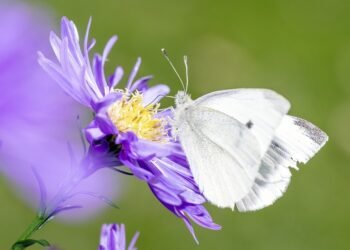 Securely Implementing AI: Balancing Innovation and Protection