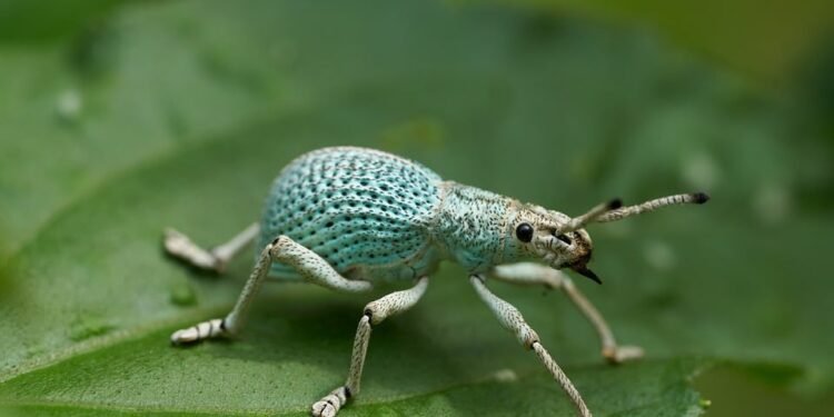 Targeting Disease-Causing Bugs: Tarsus Pharmaceuticals’ Innovative Approach