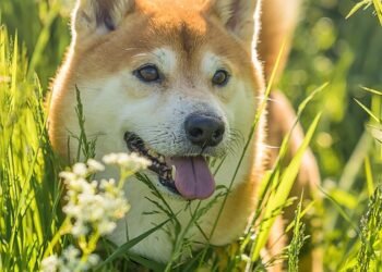The Rise of Shiboshis: A Shiba Inu Team Member’s Perspective on NFT Dark Horse Success