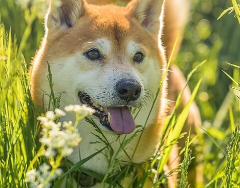 The Rise of Shiboshis: A Shiba Inu Team Member’s Perspective on NFT Dark Horse Success
