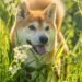 The Rise of Shiboshis: A Shiba Inu Team Member’s Perspective on NFT Dark Horse Success
