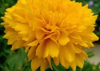 Solana ETF Predicted to Substantially Increase by Market Maker GSR